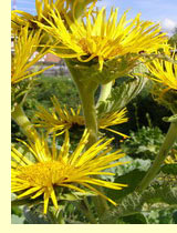 Девясил высокий (inula helenium L) Девясил высокий (inula helenium L)